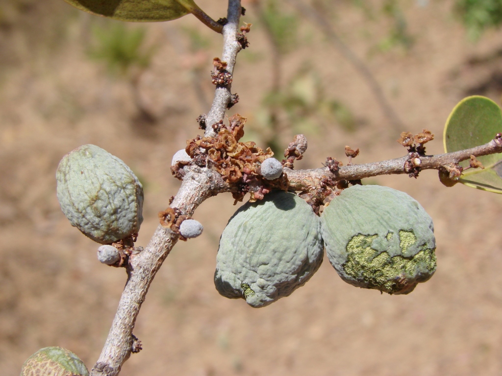 پریتاسا کامپستریس